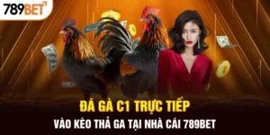 Kèo cược trực tiếp đá gà c1 tại 789BET